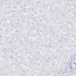 Dermokine beta Antibody, Novus Biologicals 0.1mL; Unlabeled:Antibodies,