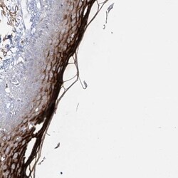 Dermokine beta Antibody, Novus Biologicals 0.1mL; Unlabeled:Antibodies,
