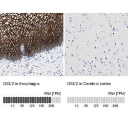 Desmocollin-2 Antibody, Novus Biologicals:Antibodies:Primary Antibodies