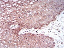 Desmoglein-3 Antibody (6G2C11) - BSA Free, Novus Biologicals 0.1mL; Unlabeled:Antibodies,