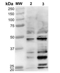 Dibromo-tyrosine Antibody (9F12), Novus Biologicals 25 &mu;g; Unlabeled:Antibodies,