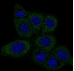 Dicer Antibody (CL0378), Novus Biologicals:Antibodies:Primary Antibodies