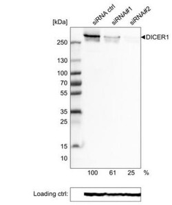 Dicer Antibody (CL0378), Novus Biologicals:Antibodies:Primary Antibodies