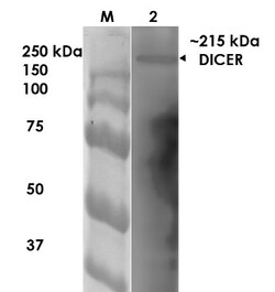Dicer Antibody (S167-7), Novus Biologicals 0.1mg; Unlabeled:Antibodies,