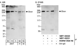 Dicer Antibody, Novus Biologicals 0.1mL; Unlabeled:Antibodies, Polyclonal