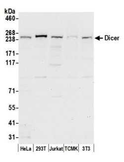 Dicer Antibody, Novus Biologicals 0.1mL; Unlabeled:Antibodies, Polyclonal