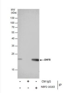 Dihydrofolate Reductase/DHFR Antibody, Novus Biologicals 0.1mL; Unlabeled:Antikroppar