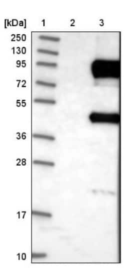 Dishevelled-2 Antibody, Novus Biologicals:Antibodies:Primary Antibodies