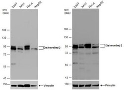 Dishevelled-2 Antibody, Novus Biologicals 0.1mL; Unlabeled:Antibodies,