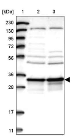 DjC9 Antibody, Novus Biologicals 0.1mL; Unlabeled:Antibodies, Polyclonal