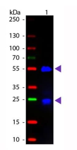 Donkey F(ab) anti-Goat IgG (H+L) Secondary Antibody, Novus Biologicals™
