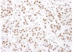 Donkey anti-Goat IgG (H+L) Secondary Antibody, Novus Biologicals 1mL; Unlabeled:Antibodies,