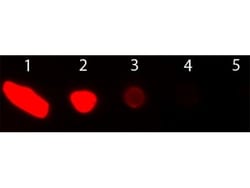 Donkey anti-Goat IgG (H+L) Secondary Antibody, Texas Red, Novus Biologicals