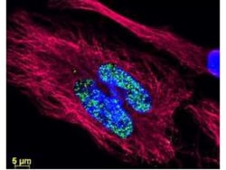 Donkey anti-Mouse IgG (H+L) Secondary Antibody, DyLight 488 (Pre-adsorbed),
