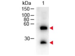 Donkey anti-Mouse IgG (H+L) Secondary Antibody, Novus Biologicals 1mg;
