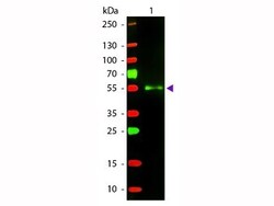 Donkey anti-Mouse IgG (H+L) Secondary Antibody, Novus Biologicals 1mg;