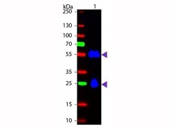 Donkey anti-Mouse IgG (H+L) Secondary Antibody, Novus Biologicals 1mg;