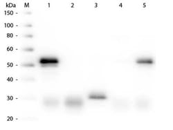 Donkey anti-Rabbit IgG (H+L) Secondary Antibody, Biotin, Novus Biologicals