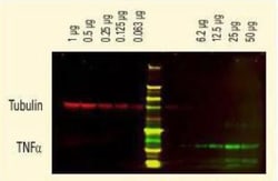 Donkey anti-Rabbit IgG (H+L) Secondary Antibody, DyLight 800 (Pre-adsorbed),