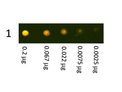 Donkey anti-Rabbit IgG (H+L) Secondary Antibody, Texas Red, Novus Biologicals