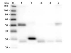 Donkey anti-Rat IgG (H+L) Secondary Antibody, Texas Red, Novus Biologicals&trade;