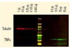Donkey anti-Sheep IgG (H+L) Secondary Antibody (Pre-adsorbed), Novus Biologicals™