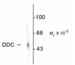 Dopa Decarboxylase/DDC Antibody, Novus Biologicals 0.02mL:Antibodies, Polyclonal