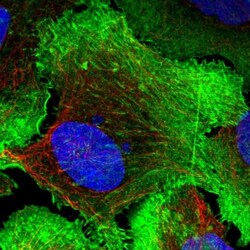 Drebrin 1 Antibody, Novus Biologicals 25 &mu;L, Unlabeled:Antibodies, Polyclonal