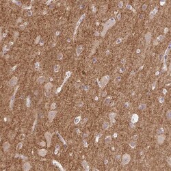 Drebrin 1 Antibody, Novus Biologicals 0.1mL; Unlabeled:Antibodies, Polyclonal