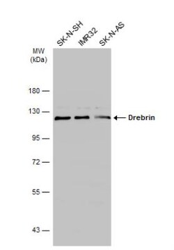 Drebrin 1 Antibody, Novus Biologicals 0.1 mL | Buy Online | Novus Biologicals | Fisher Scientific