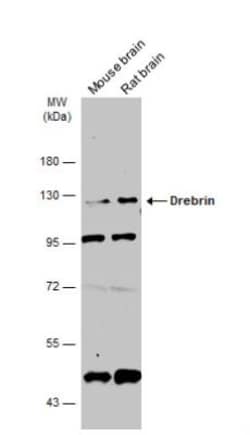 Drebrin 1 Antibody, Novus Biologicals 0.1 mL | Buy Online | Novus Biologicals | Fisher Scientific