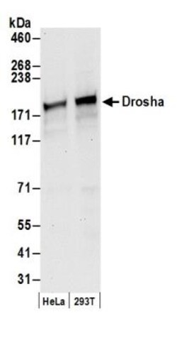 Drosha Antibody, Novus Biologicals 0.1mL; Unlabeled:Antibodies, Polyclonal