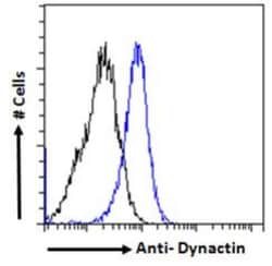Dynactin Subunit 1/DCTN1 Antibody, Novus Biologicals 0.1 mg | Buy Online | Novus Biologicals | Fisher Scientific