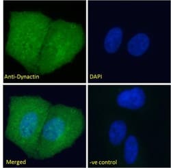 Dynactin Subunit 1/DCTN1 Antibody, Novus Biologicals 0.1 mg | Buy Online | Novus Biologicals | Fisher Scientific