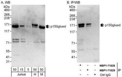 Dynactin Subunit 1/DCTN1 Antibody, Novus Biologicals 0.1mg; Unlabeled:Antibodies,
