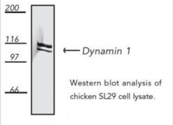 Dynamin Antibody (D5), Novus Biologicals 0.05mg; Unlabeled:Antibodies,