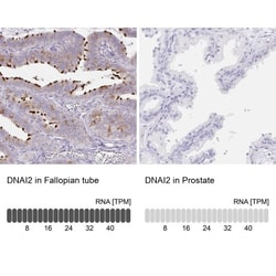 Dynein intermediate chain 2 Antibody, Novus Biologicals 0.1mL; Unlabeled:Antibodies,