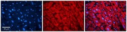 Alpha Dystroglycan Antibody, Novus Biologicals 0.05mg; Unlabeled:Antibodies,