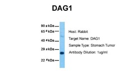 Alpha Dystroglycan Antibody, Novus Biologicals 0.05mg; Unlabeled:Antibodies,