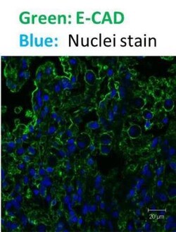 E-Cadherin Antibody (7H12), Novus Biologicals:Antibodies:Primary Antibodies