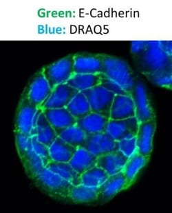E-Cadherin Antibody (7H12), Novus Biologicals:Antibodies:Primary Antibodies
