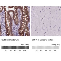 E-Cadherin Antibody (CL1170), Novus Biologicals 0.1mL; Unlabeled:Antibodies,