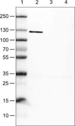 E-Cadherin Antibody (CL1170), Novus Biologicals 0.1mL; Unlabeled:Antibodies,