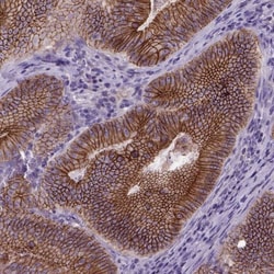 E-Cadherin Antibody (CL1172), Novus Biologicals 0.1mL; Unlabeled:Antibodies,