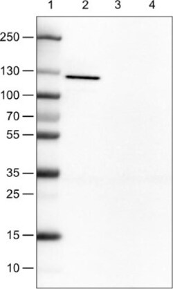 E-Cadherin Antibody (CL1172), Novus Biologicals 0.1mL; Unlabeled:Antibodies,