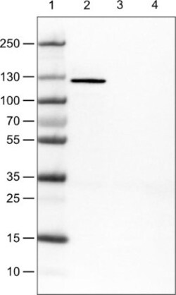 E-Cadherin Antibody (CL1180), Novus Biologicals 25 &mu;L, Unlabeled:Antibodies,