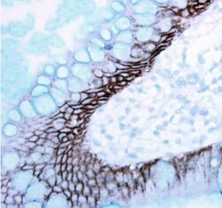 E-Cadherin Antibody, Novus Biologicals 0.1mL; Unlabeled:Antibodies, Polyclonal