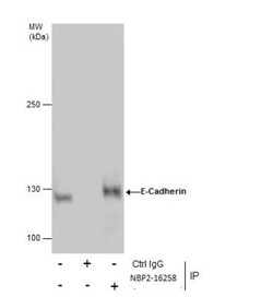 E-Cadherin Antibody, Novus Biologicals 0.1mL; Unlabeled:Antibodies, Polyclonal