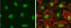 E2F-1 Antibody (16G7), Novus Biologicals 0.1mg; Unlabeled:Antibodies, Monoclonal