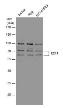 E2F-1 Antibody (16G7), Novus Biologicals 0.1mg; Unlabeled:Antibodies, Monoclonal